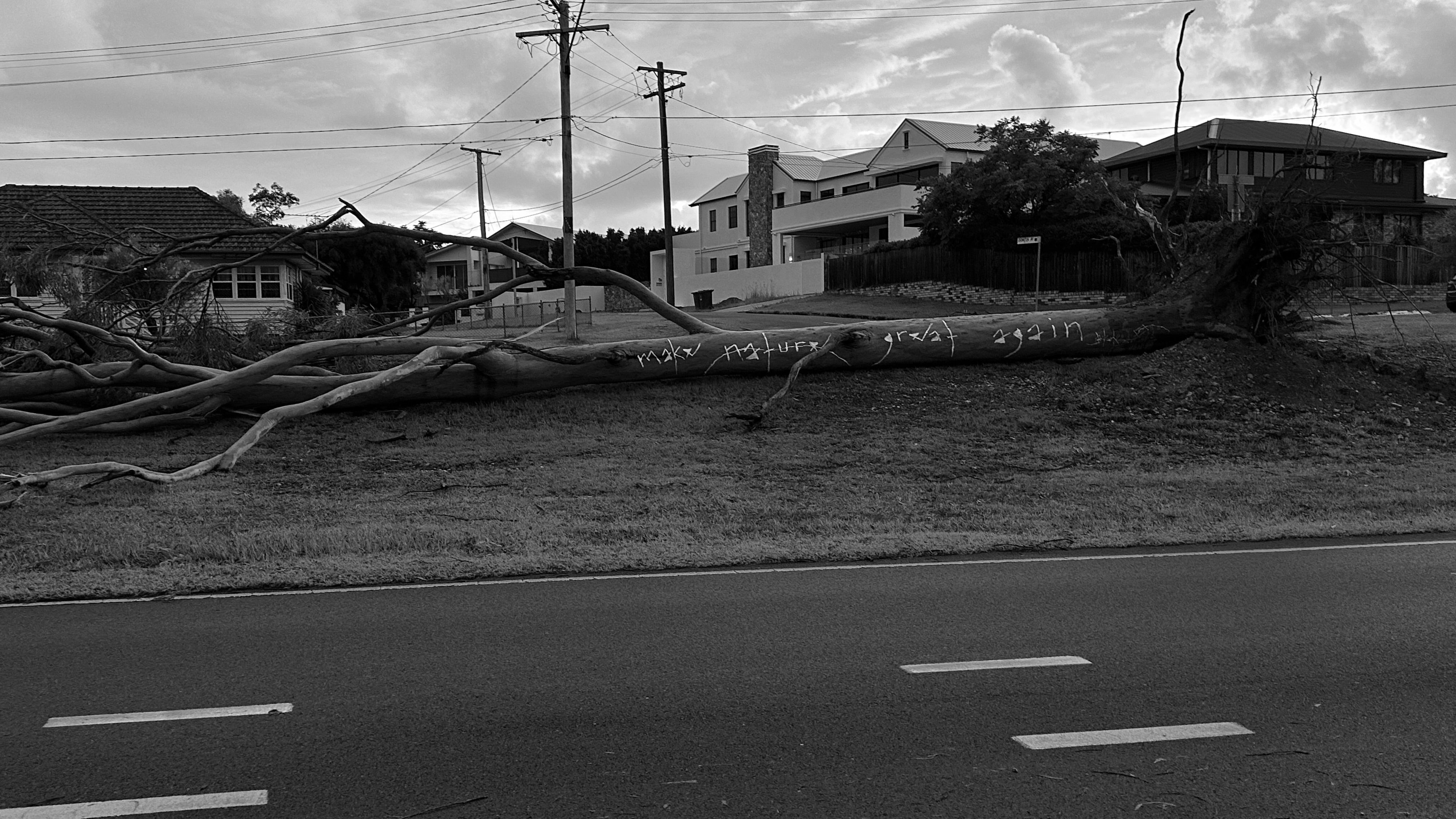 an uprooted tree from cyclone Alfred with jay jackal phrase Make Nature Great Again painted on the fallen majestic trunk f the gumtree